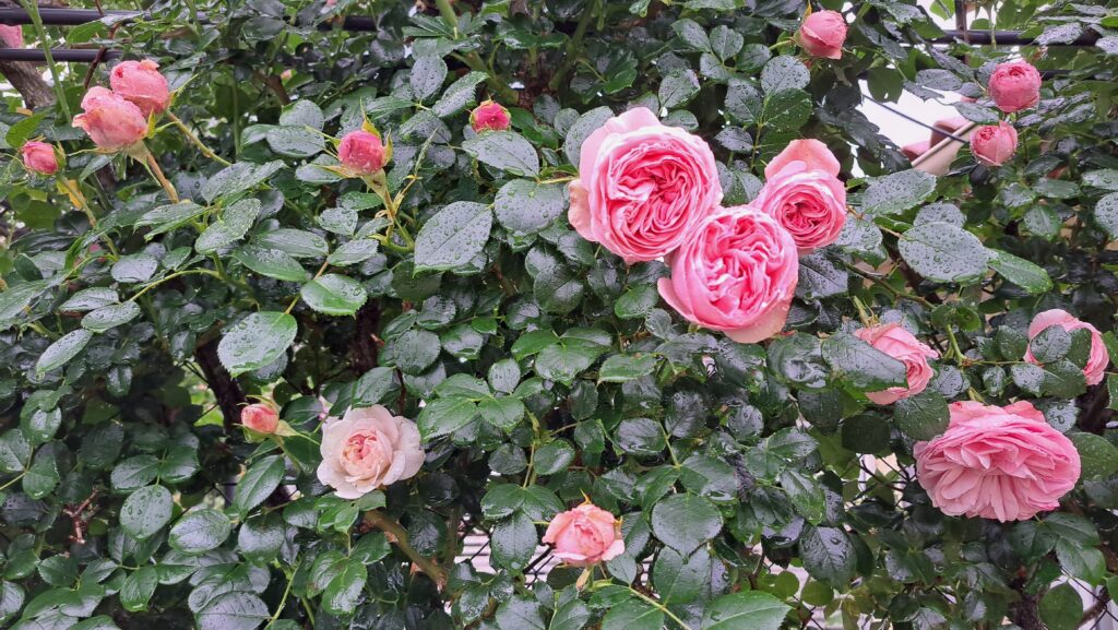 Rosier grimpant 'Alhambra'