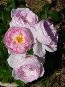 Tailler les rosiers en juillet