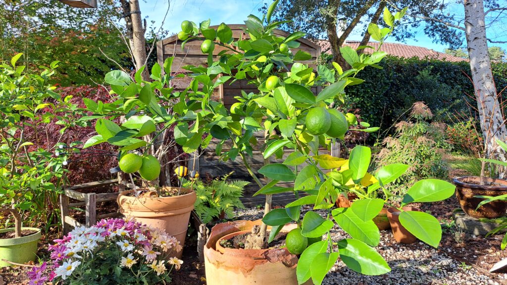 Bouturage de citronnier