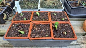 Résultat du semis de courgettes