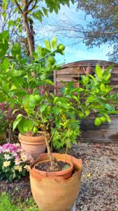 Culture du citronnier en pot