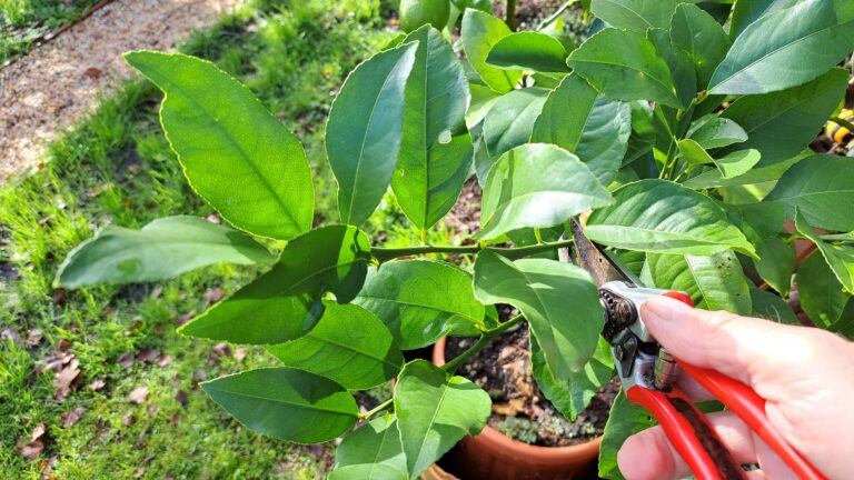 bouturage de citronnier