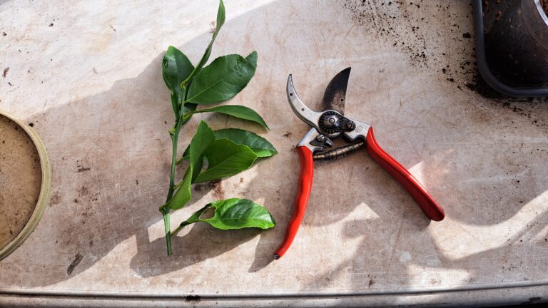 bouturage de citronnier