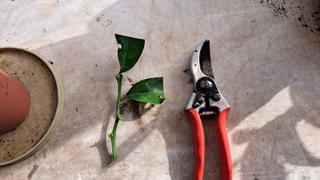 bouturage de citronnier