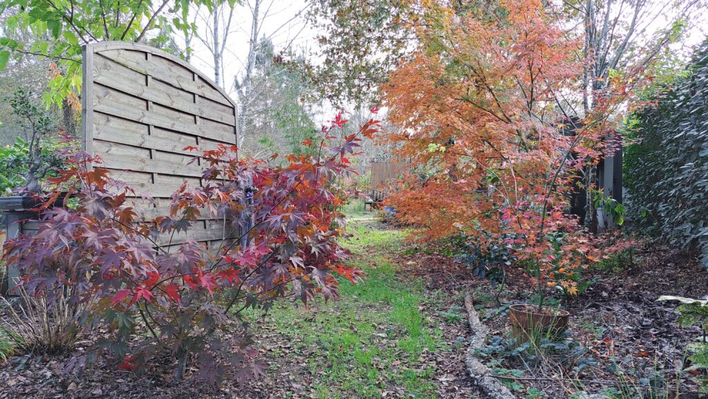 Mes érables du Japon