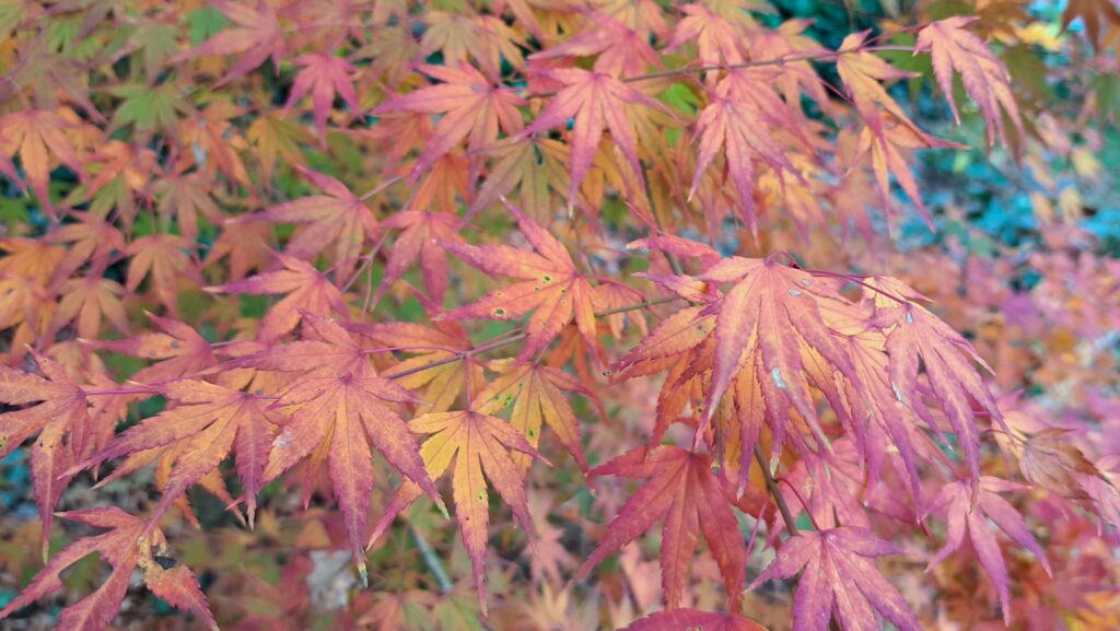 érables du Japon