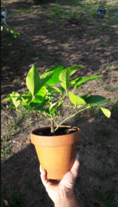 Jeune bouture de citronnier