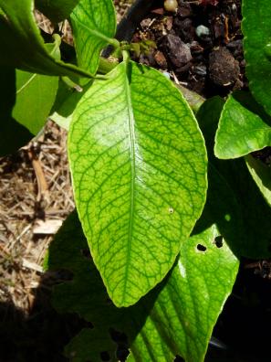 La chlorose ferrique du citronnier