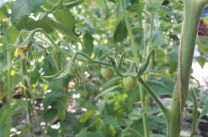 Tailler un plant de tomate