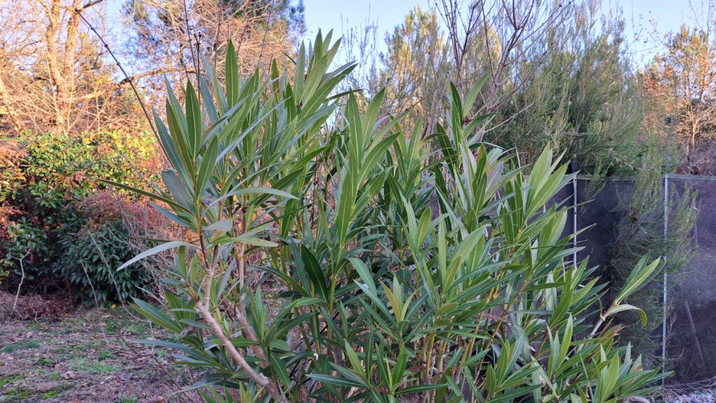 Réussir le bouturage du laurier rose : de la coupe aux premières racines