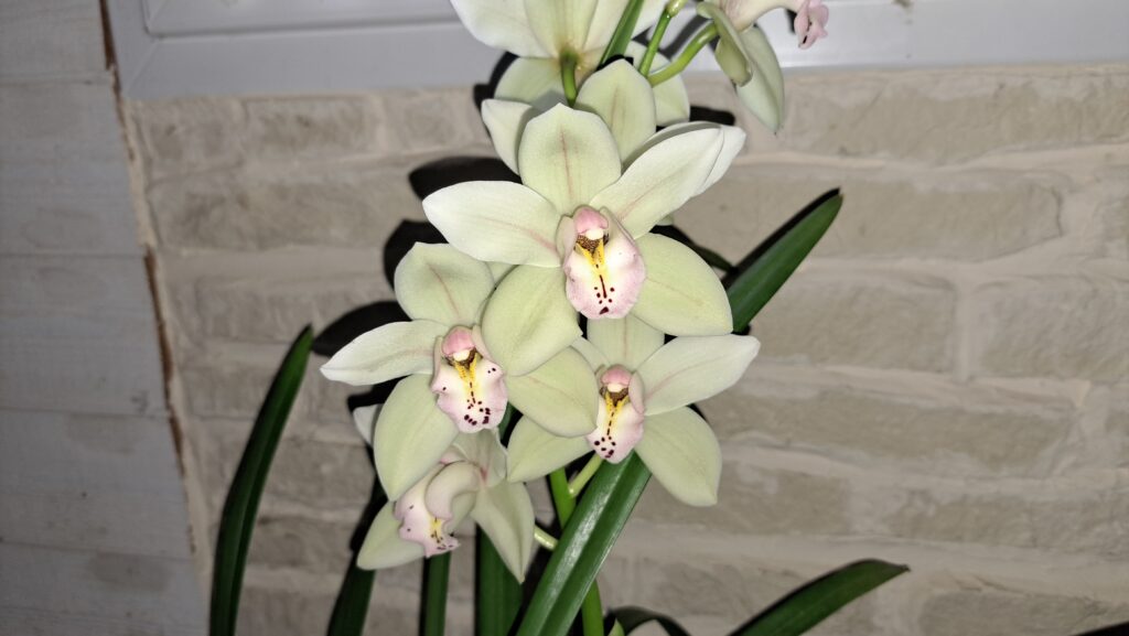 Comment faire fleurir un cymbidium ? : ma méthode efficace