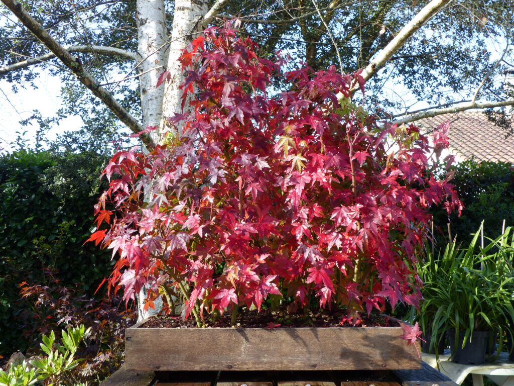 Les bonsaïs de MonjardindanslesLandes