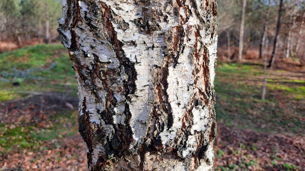 Des arbres avec une écorce remarquable
