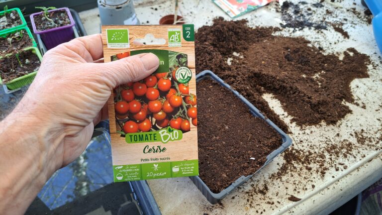 Semis de tomates