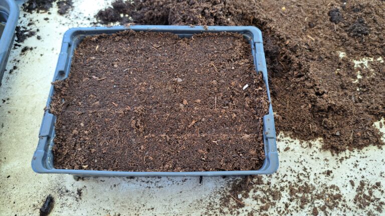 Semis de tomates