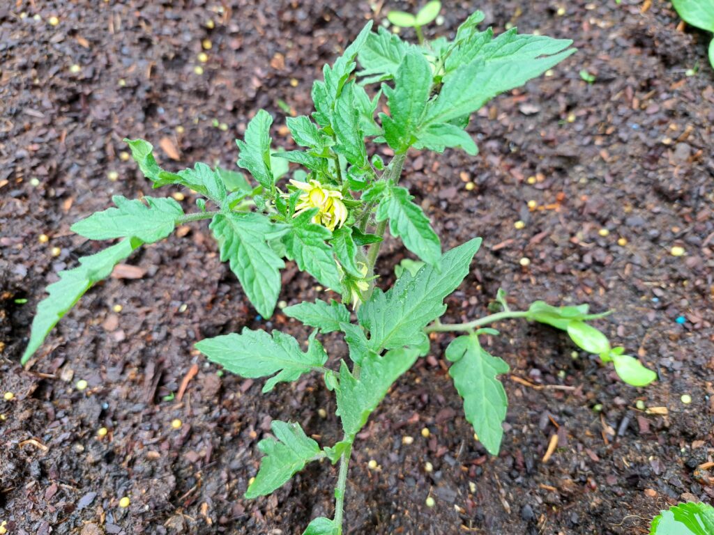 Comment semer facilement les tomates ?